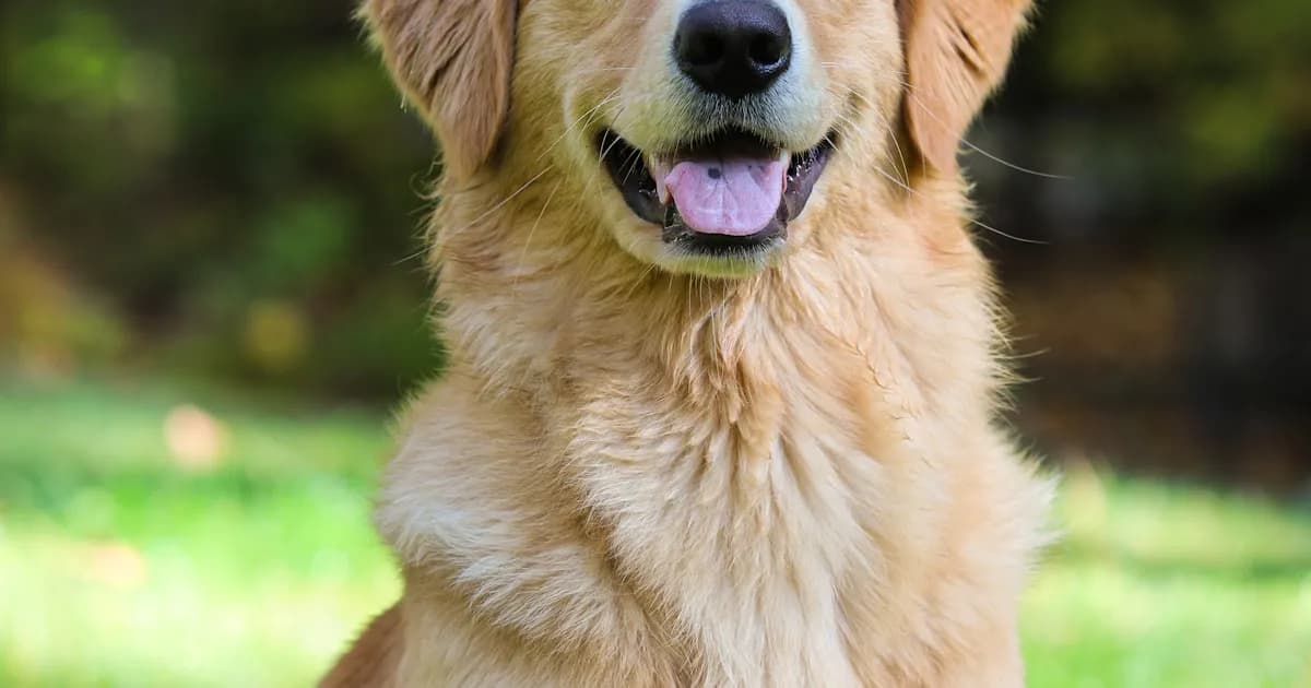 Pet Insurance by Dog Breed in Australia: What You'll Really Pay in 2026